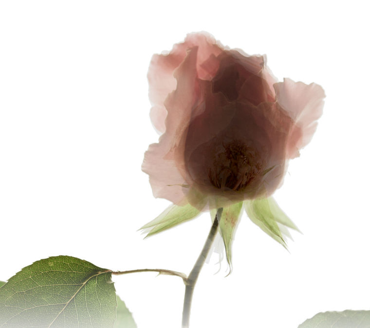 clareflower